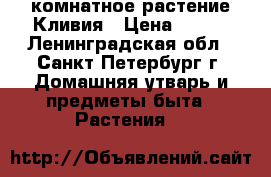 комнатное растение Кливия › Цена ­ 500 - Ленинградская обл., Санкт-Петербург г. Домашняя утварь и предметы быта » Растения   